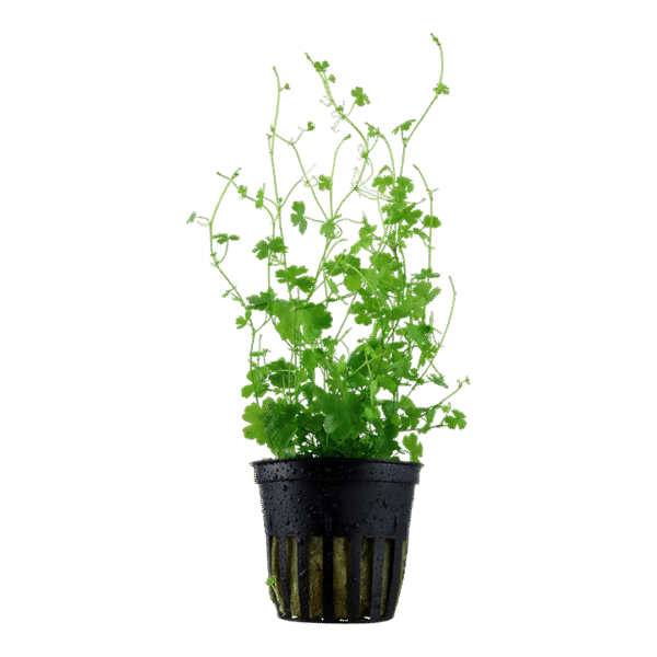 aquarium pflanze hydrocotyle tripartita