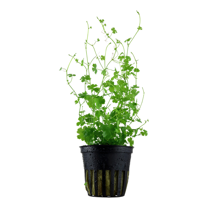 aquarium pflanze hydrocotyle tripartita aquarium pflanze hydrocotyle tripartita