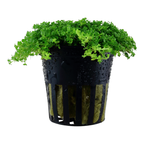 aquarium pflanze hemianthus callitrichoides