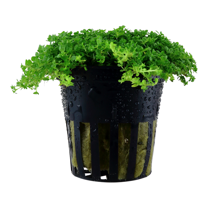 aquarium pflanze hemianthus callitrichoides aquarium pflanze hemianthus callitrichoides
