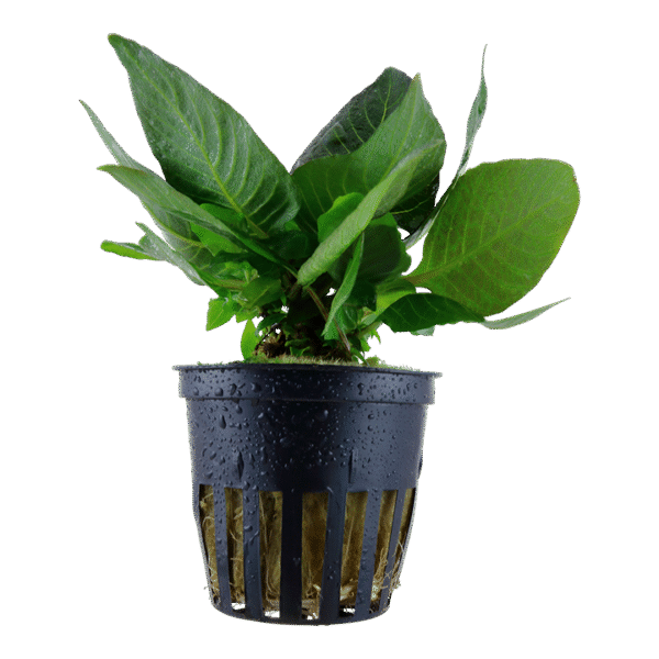 aquarium pflanze hygrophila compact