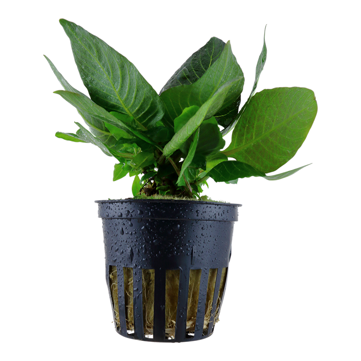 aquarium pflanze hygrophila compact aquarium pflanze hygrophila compact