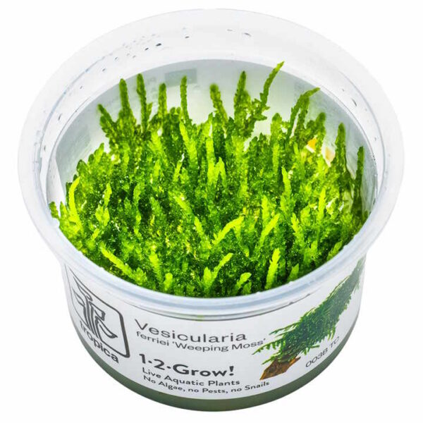vesicularia ferriei 'weeping moss' in vitro
