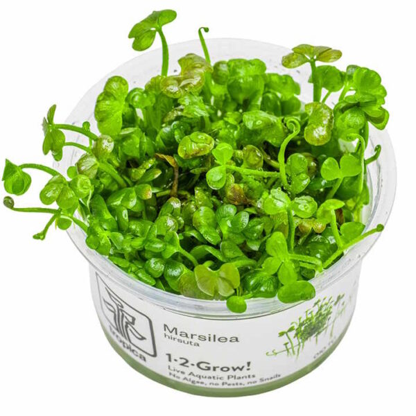 marsilea hirsuta in vitro