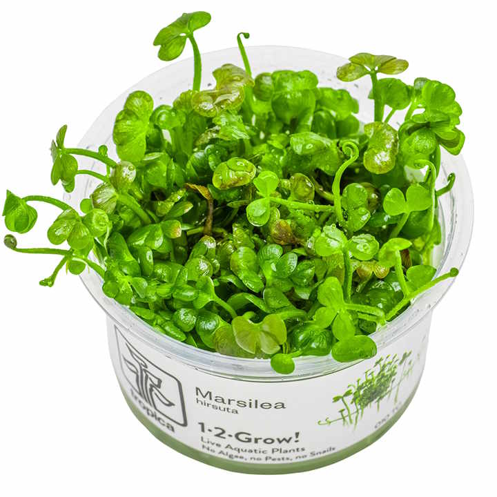 marsilea hirsuta in vitro marsilea hirsuta in vitro