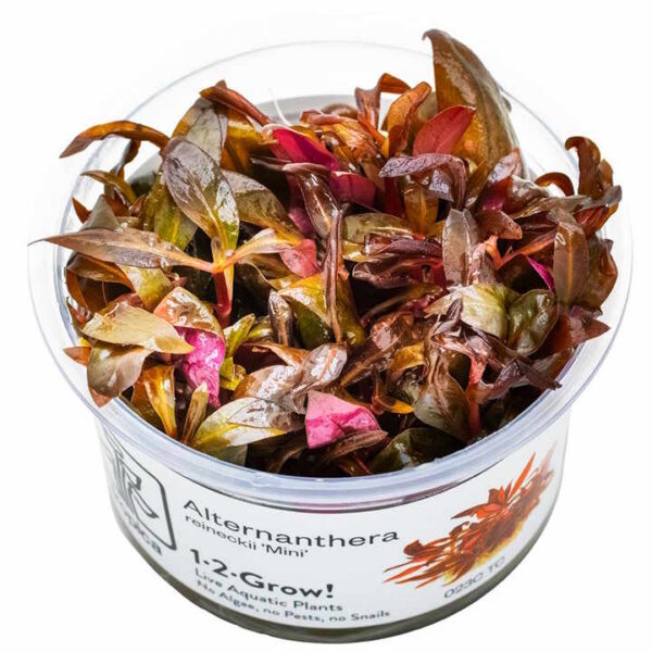 alternanthera reineckii 'mini' in vitro
