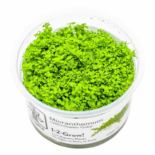 micranthemum callitrichoides 'cuba' in vitro