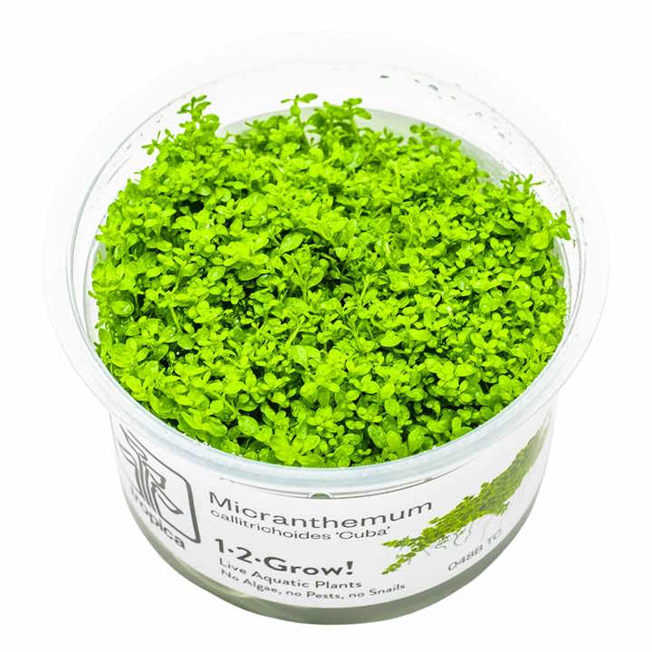 micranthemum callitrichoides 'cuba' in vitro micranthemum callitrichoides 'cuba' in vitro