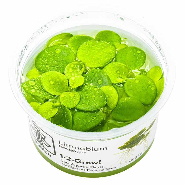 limnobium laevigatum in vitro limnobium laevigatum in vitro