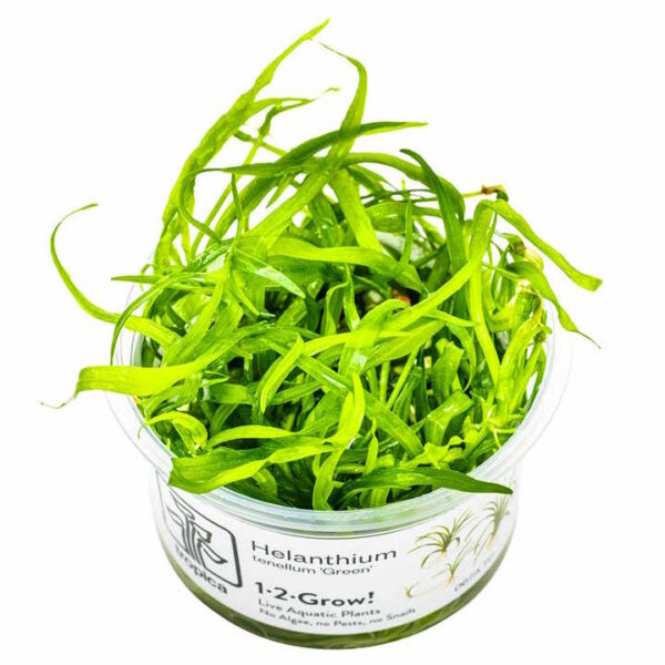 helanthium tenellum 'grün' in vitro
