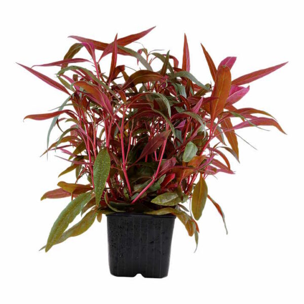 mutterpflanze alternanthera reineckii 'pink'