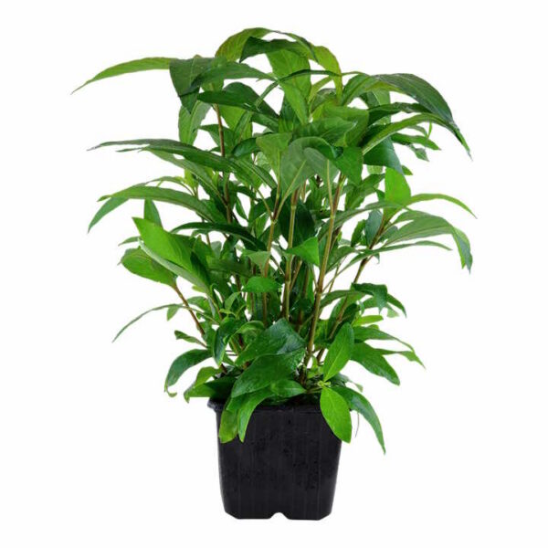 mutterpflanze hygrophila 'siamensis'