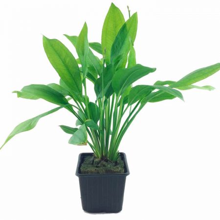 mutterpflanze echinodorus grisebachii 'bleherae'