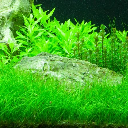 aquarium pflanze eleocharis parvula