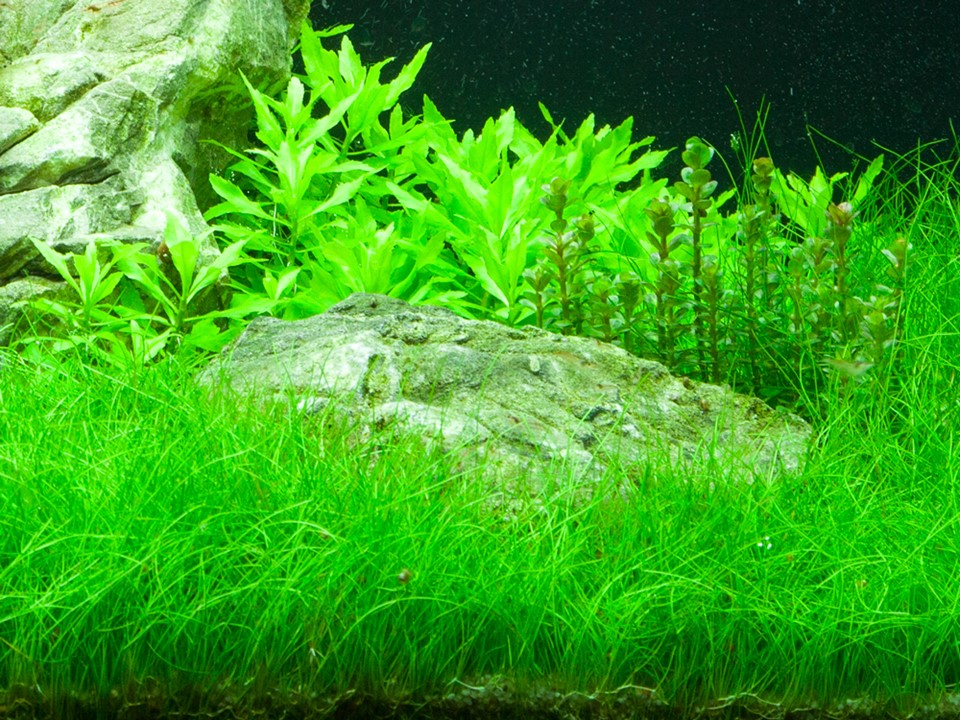 aquarium pflanze eleocharis parvula aquarium pflanze eleocharis parvula