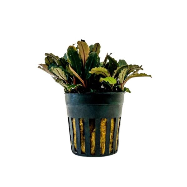 aquarium pflanze bucephalandra sp 'blue green'