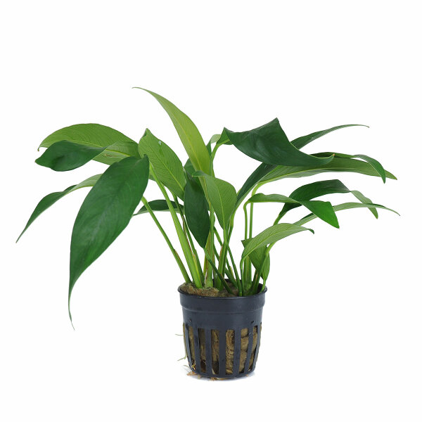 aquarium pflanze anubias barteri angustifolia