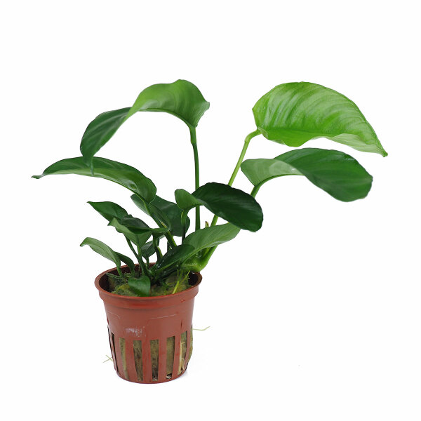 aquarium pflanze anubias barteri caladiifolia