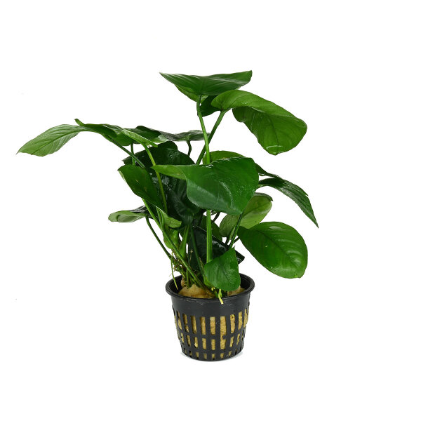 aquarium pflanze anubias barteri var barteri topf