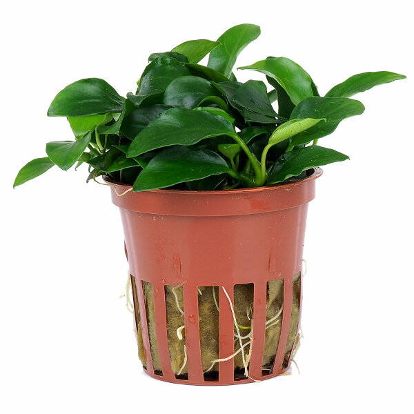 aquariumpflanze anubias 'petite'
