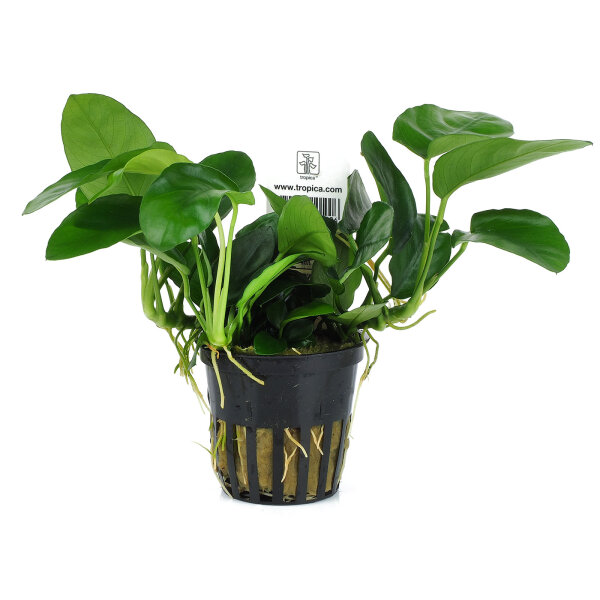 aquarium pflanze anubias barteri nana