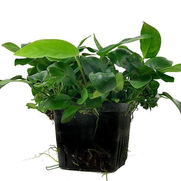 mutterpflanze anubias barteri nana