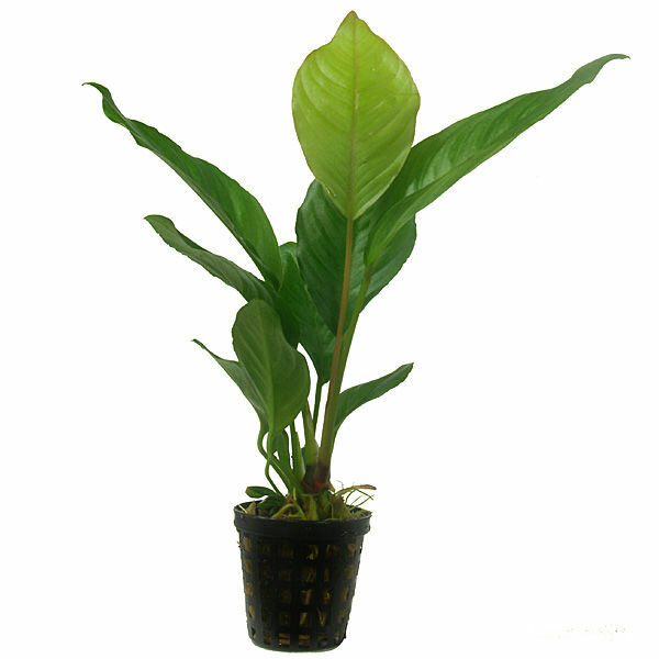 aquarium pflanze anubias heterophylla topf