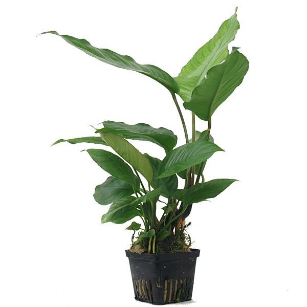 mutterpflanze anubias heterophylla