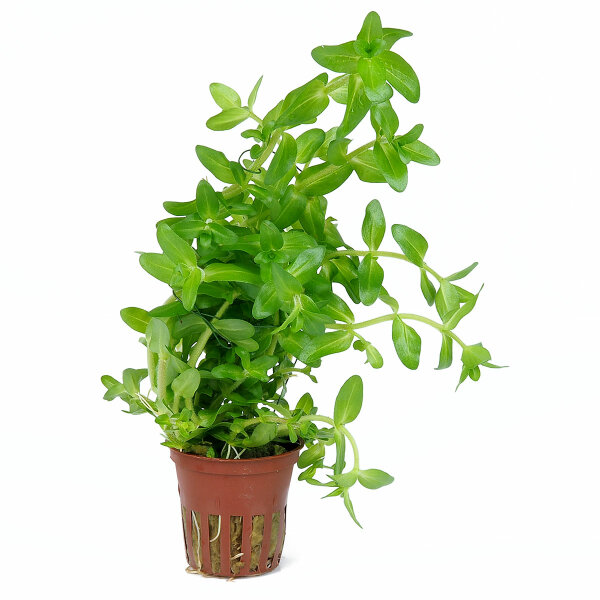 aquarium pflanze bacopa caroliniana