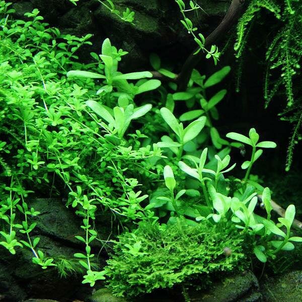aquarium pflanze bacopa 'compact'