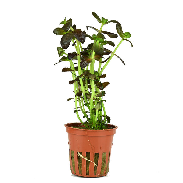 aquarium pflanze bacopa salzmannii purple