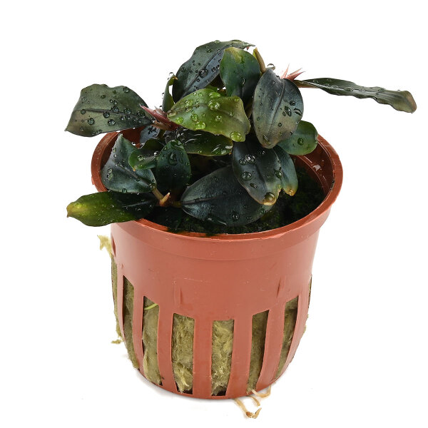 aquariumpflanze bucephalandra sordidula 'blue red'