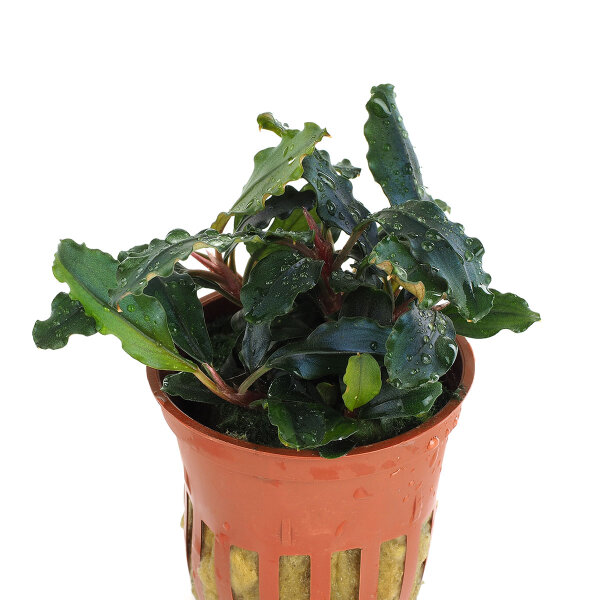 aquarium pflanze bucephalandra sp. 'red'