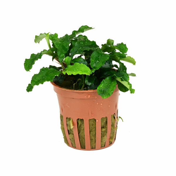 aquarium pflanze bucephalandra pygmaea 'bukit kelam'