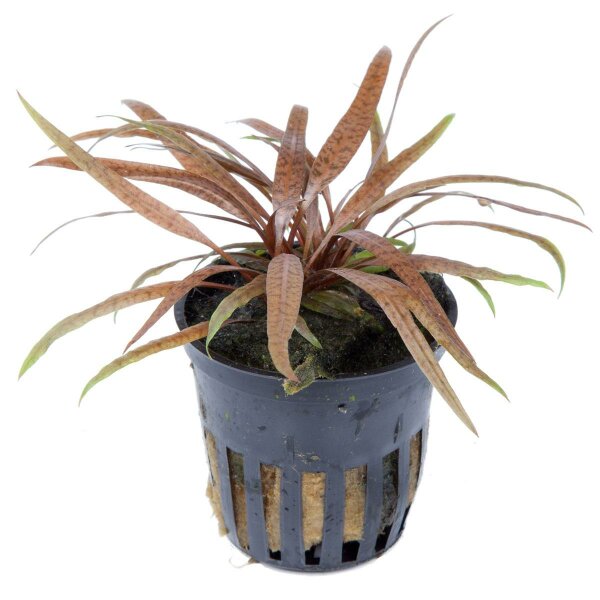 aquarium pflanze cryptocoryne albida 'brown'