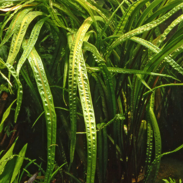 aquarium pflanze cryptocoryne balansae