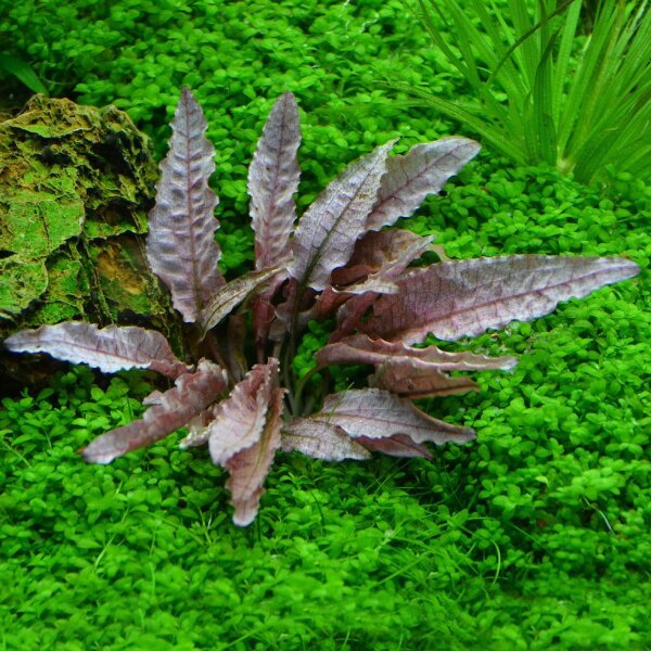 aquarium pflanze cryptocoryne spec. flamingo