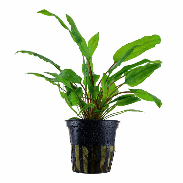 aquarium pflanze cryptocoryne wendtii 'green'