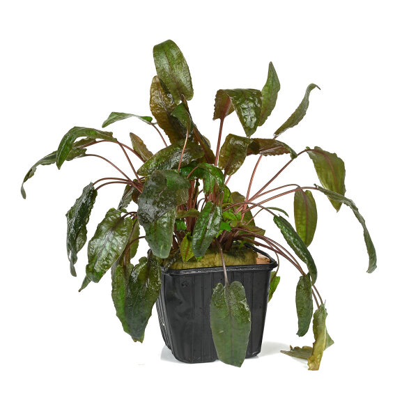 mutterpflanze cryptocoryne wendtii