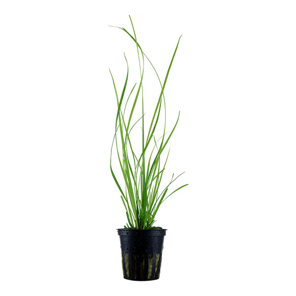 aquarium pflanze cyperus helferi