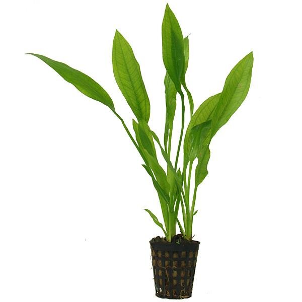 aquarium pflanze echinodorus bleheri