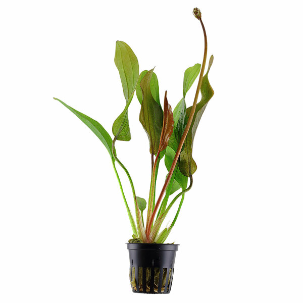 aquarium pflanze echinodorus 'red diamond'