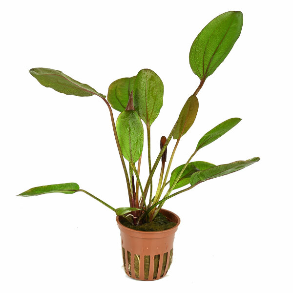 aquarium pflanze echinodorus 'reni' rot