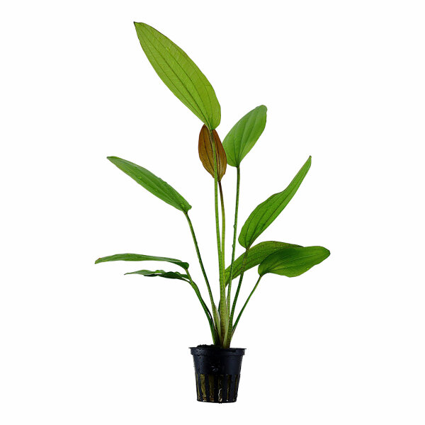 aquarium pflanze echinodorus aflame