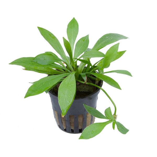 aquarium pflanze helanthium 'quadricostatus'