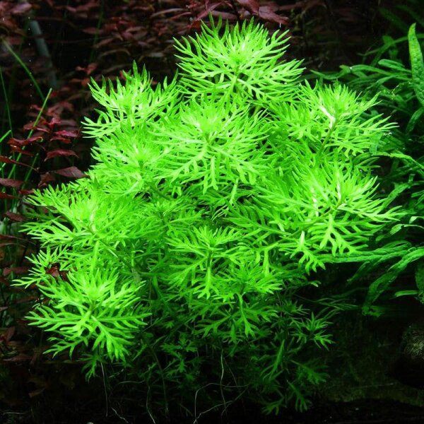 aquariumpflanze hottonia palustris