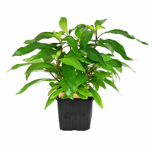 aquarium pflanze hygrophila siamensis