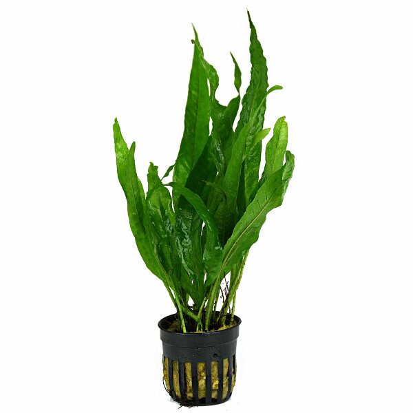 aquarium pflanze microsorum pteropus javafarn wasserpflanzen