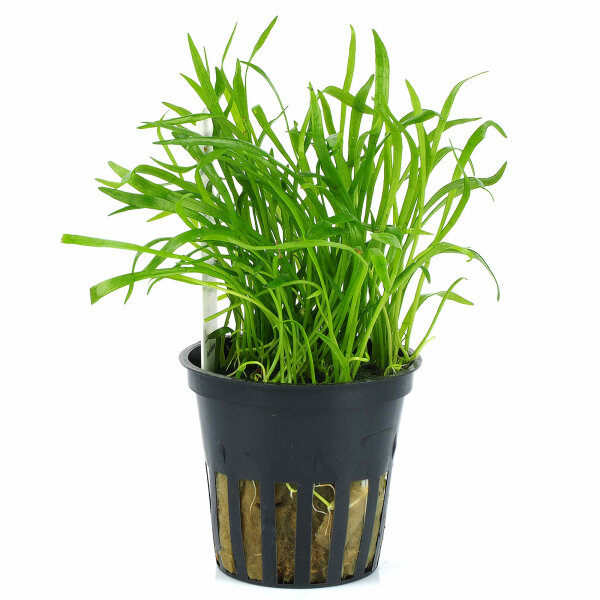 aquarium pflanze lilaeopsis brasiliensis