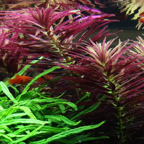 aquarium pflanze limnophila hippuridoides
